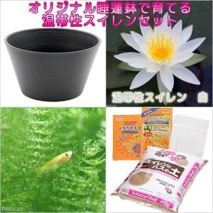 めだか鉢　睡蓮鉢　ビオトーブ　飼育セット チャーム（charm） （ビオトープ）（めだか）初心者向け 睡蓮鉢で