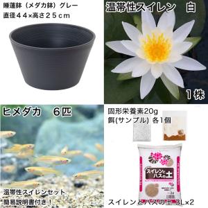 (ビオトープ)(めだか)初心者向け 睡蓮鉢で育...の詳細画像1