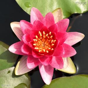 (ビオトープ)(めだか)初心者向け 睡蓮鉢で育...の詳細画像1