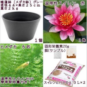 (ビオトープ)(めだか)初心者向け 睡蓮鉢で育...の詳細画像2