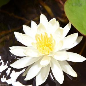 (ビオトープ)(めだか)初心者向け 睡蓮鉢で育...の詳細画像1