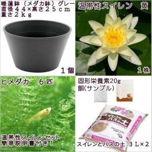 (ビオトープ)(めだか)初心者向け 睡蓮鉢で育...の詳細画像2