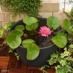 （ビオトープ）（めだか）初心者向け　睡蓮鉢で育てる　メダカ飼育セット（グレー）温帯性スイレン桃＋ひめだか６匹　説明書付　本州四国限定　飼育セット