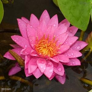 (ビオトープ)(めだか)初心者向け 睡蓮鉢で育...の詳細画像1