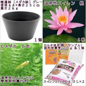 (ビオトープ)(めだか)初心者向け 睡蓮鉢で育...の詳細画像3
