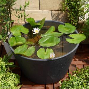 （ビオトープ）（めだか）プロが考えた睡蓮鉢で育てる（グレー）　熱帯性睡蓮（スイレン）とヒメダカのセット　水色　本州四国限定