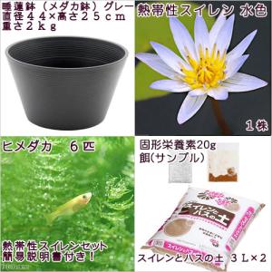 (ビオトープ)(めだか)プロが考えた睡蓮鉢で育...の詳細画像2