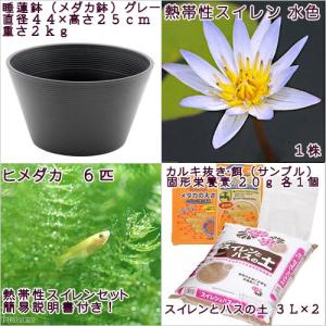 (ビオトープ)(めだか)プロが考えた睡蓮鉢で育...の詳細画像3