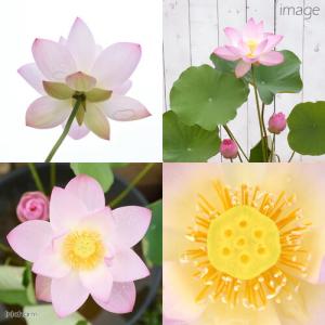 (ビオトープ)(めだか)初心者向け 睡蓮鉢で育...の詳細画像1