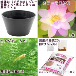 (ビオトープ)(めだか)初心者向け 睡蓮鉢で育...の詳細画像2