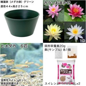 (ビオトープ)(めだか)初心者向け 睡蓮鉢で育...の詳細画像1