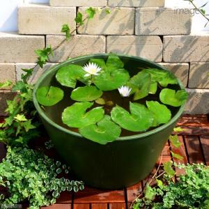 めだか鉢　睡蓮鉢　ビオトーブ　飼育セット チャーム（ペット） （ビオトープ）（めだか）初心者向け 睡蓮鉢で