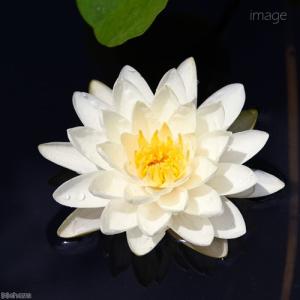 (ビオトープ)(めだか)初心者向け 睡蓮鉢で育...の詳細画像1