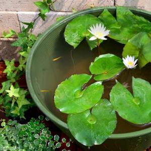 (ビオトープ)(めだか)初心者向け 睡蓮鉢で育...の詳細画像2