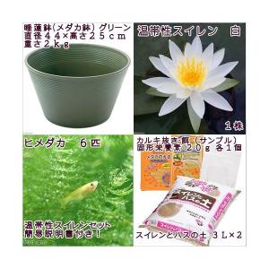 (ビオトープ)(めだか)初心者向け 睡蓮鉢で育...の詳細画像3