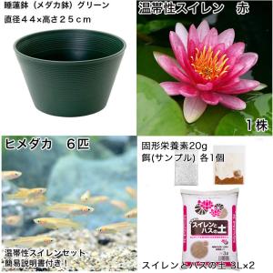 (ビオトープ)(めだか)初心者向け 睡蓮鉢で育...の詳細画像1