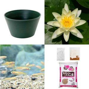 （ビオトープ）（めだか）初心者向け　睡蓮鉢で育てる　メダカ飼育セット（グリーン）温帯性スイレン黄＋ひめだか６匹　説明書付　本州四国限定　飼育セット