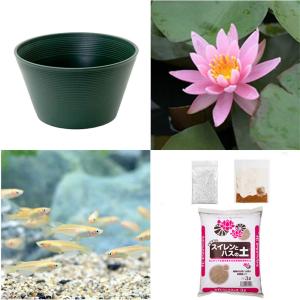 （ビオトープ）（めだか）初心者向け　睡蓮鉢で育てる　メダカ飼育セット（グリーン）温帯性スイレン桃＋ひめだか６匹　説明書付　本州四国限定　飼育セット