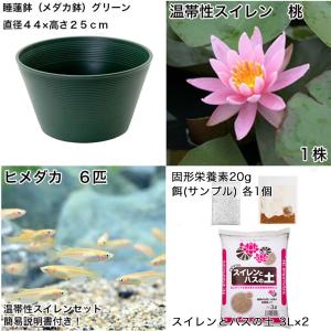 (ビオトープ)(めだか)初心者向け 睡蓮鉢で育...の詳細画像1