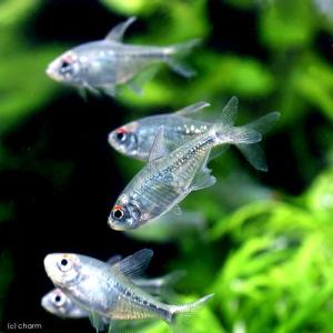 (熱帯魚)ダイヤモンド・テトラ(5匹) 北海道...の詳細画像1