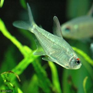 (熱帯魚)ダイヤモンド・テトラ(5匹) 北海道...の詳細画像2