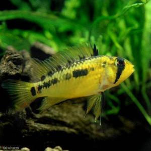 (熱帯魚)アピストグラマ・マクマステリ レッド...の詳細画像1