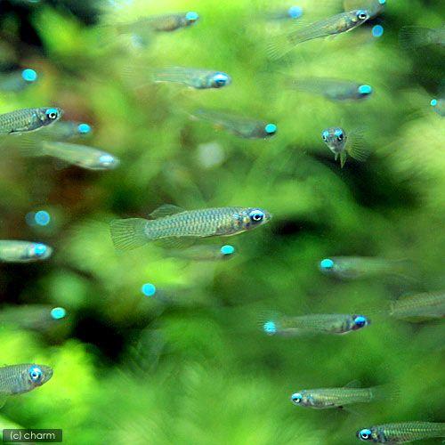 （熱帯魚）アフリカン・ランプアイ（１０匹）　北海道・九州航空便要保温