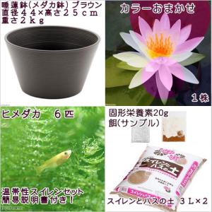 (ビオトープ)(めだか)初心者向け 睡蓮鉢で育...の詳細画像1