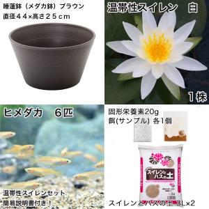 (ビオトープ)(めだか)初心者向け 睡蓮鉢で育...の詳細画像1