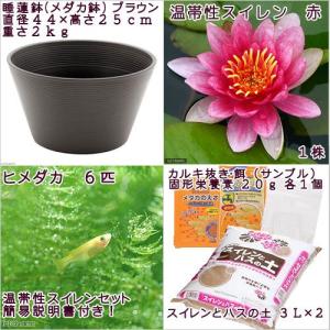 (ビオトープ)(めだか)初心者向け 睡蓮鉢で育...の詳細画像1