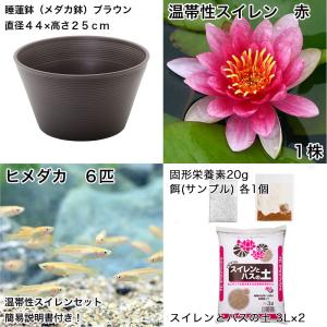(ビオトープ)(めだか)初心者向け 睡蓮鉢で育...の詳細画像1