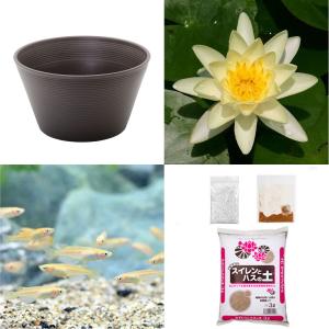 （ビオトープ）（めだか）初心者向け　睡蓮鉢で育てる　メダカ飼育セット（ブラウン）温帯性スイレン黄＋ひめだか６匹　説明書付　本州四国限定