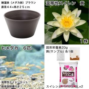 (ビオトープ)(めだか)初心者向け 睡蓮鉢で育...の詳細画像1