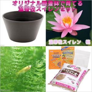 （ビオトープ）（めだか）プロが考えた睡蓮鉢で育てる（ブラウン）　温帯性スイレンひめだかセット　桃　説明書付　本州四国限定