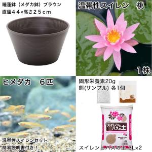 (ビオトープ)(めだか)初心者向け 睡蓮鉢で育...の詳細画像1