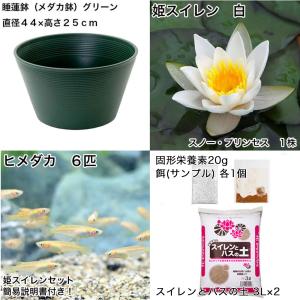 (ビオトープ)(めだか)初心者向け 睡蓮鉢で育...の詳細画像1