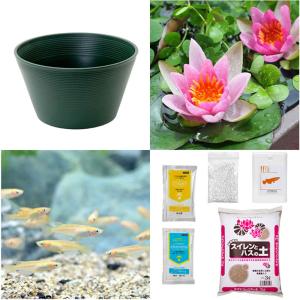 チャーム（ペット） （ビオトープ）（めだか）初心者向け 睡蓮鉢