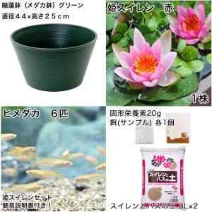 (ビオトープ)(めだか)初心者向け 睡蓮鉢で育...の詳細画像1