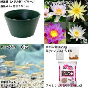 (ビオトープ)(めだか)初心者向け 睡蓮鉢で育...の詳細画像1