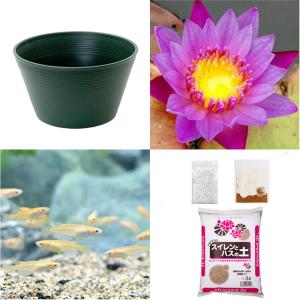 （ビオトープ）（めだか）初心者向け　睡蓮鉢で育てる　メダカ飼育セット（グリーン）熱帯性スイレン紫＋ひめだか６匹　説明書付　本州四国限定　飼育セット