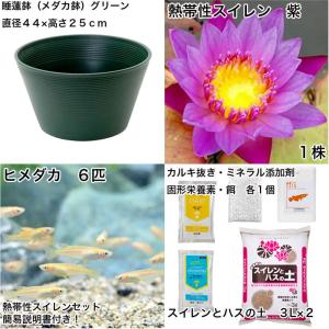 (ビオトープ)(めだか)初心者向け 睡蓮鉢で育...の詳細画像1