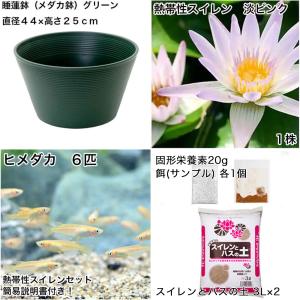 (ビオトープ)(めだか)初心者向け 睡蓮鉢で育...の詳細画像1