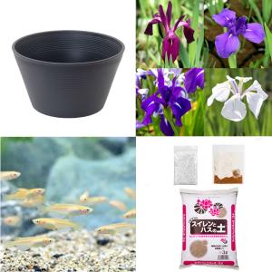 （ビオトープ）初心者向け　睡蓮鉢で育てる　メダカ飼育セット（グレー）カキツバタ＋ひめだか６匹　本州四国限定　飼育セット　レイアウト　メダカセット