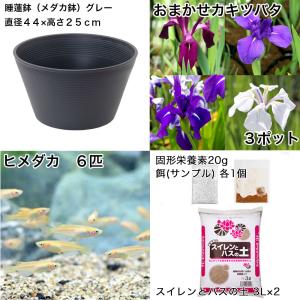 (ビオトープ)初心者向け 睡蓮鉢で育てる メダ...の詳細画像1