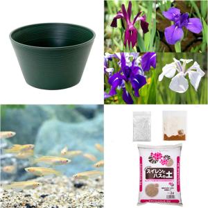 （ビオトープ）初心者向け　睡蓮鉢で育てる　メダカ飼育セット（グリーン）カキツバタ＋ひめだか６匹　本州四国限定　飼育セット　レイアウト　メダカセット