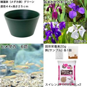 (ビオトープ)初心者向け 睡蓮鉢で育てる メダ...の詳細画像1