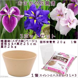 (ビオトープ)初心者向け プロが考えた睡蓮鉢で...の詳細画像1