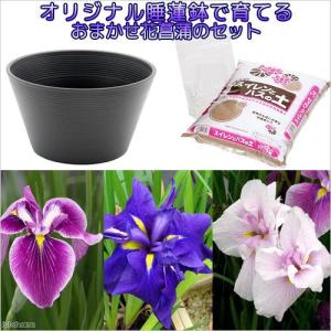 （ビオトープ）初心者向け　プロが考えた睡蓮鉢で育てる　花菖蒲のセット（グレー）本州四国限定