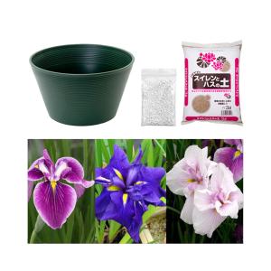 （ビオトープ）初心者向け　プロが考えた睡蓮鉢で育てる　花菖蒲のセット（グリーン）本州四国限定