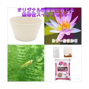 （ビオトープ）（めだか）プロが考えた睡蓮鉢で育てる（ホワイト）熱帯性スイレンとヒメダカのセット　花色おまかせ　本州四国限定